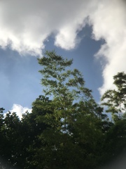 Phyllostachys edulis