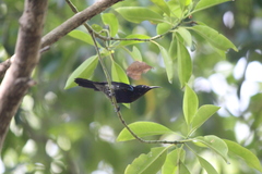 Leptocoma calcostetha