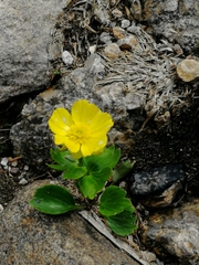 Ranunculus altaicus