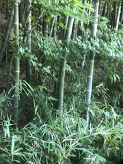 Phyllostachys edulis