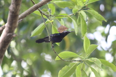 Leptocoma calcostetha