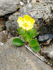 Ranunculus altaicus