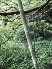 Phyllostachys edulis