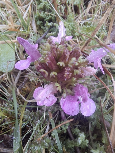 Common Lousewort