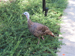 Meleagris gallopavo