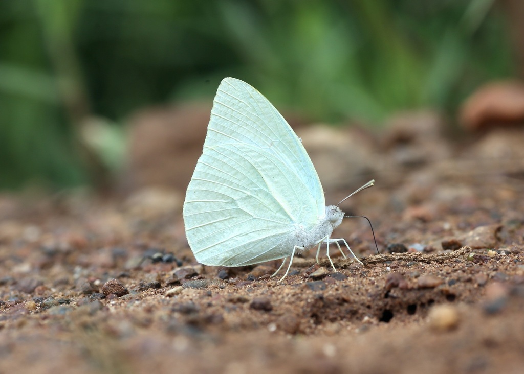 African Migrant