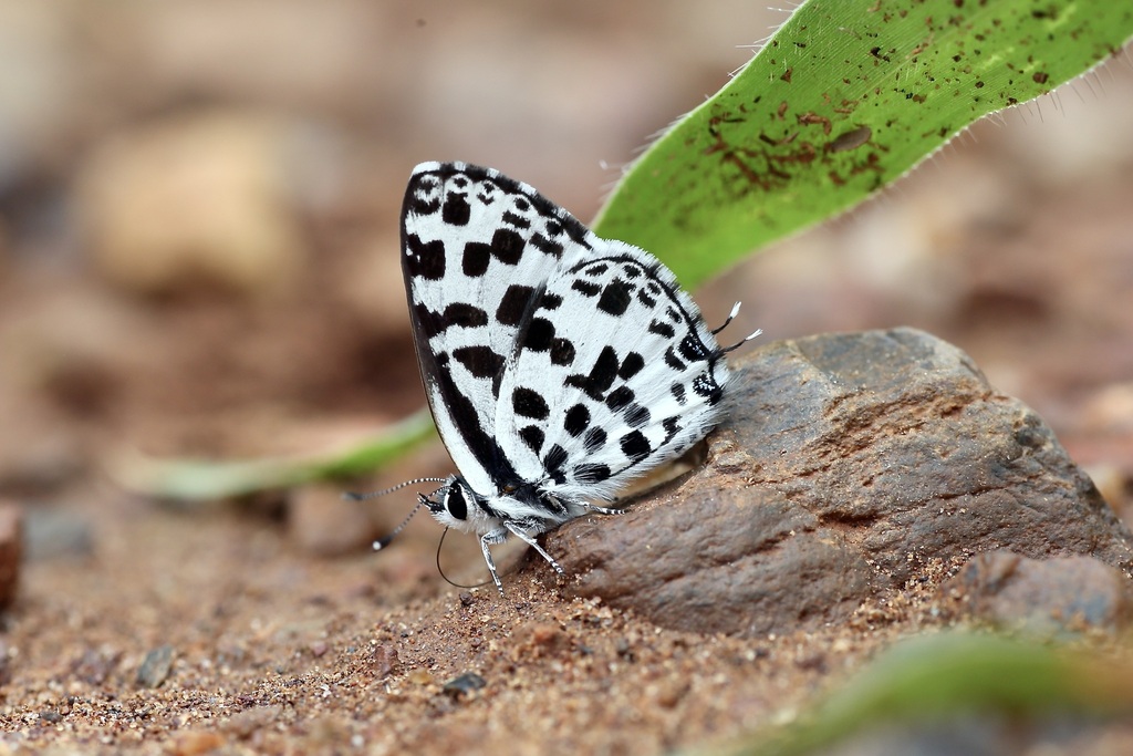 Hintza Pierrot