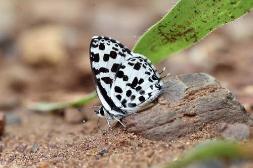 Hintza Pierrot