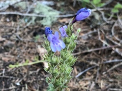 Penstemon anguineus