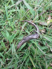 Plestiodon septentrionalis