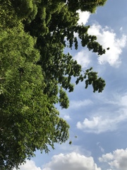 Phyllostachys edulis