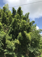 Phyllostachys edulis