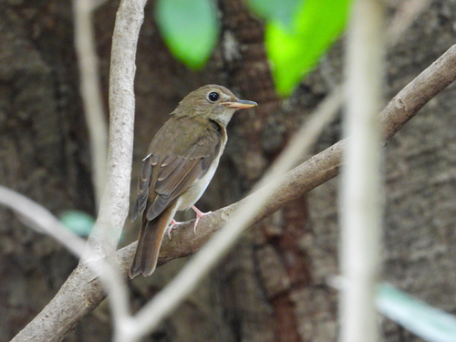 Brown-chested Jungle Flycatcher (Cyornis brunneatus), photo 3