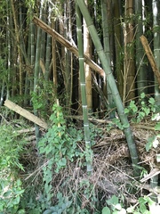 Phyllostachys edulis