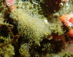 Entoprocta