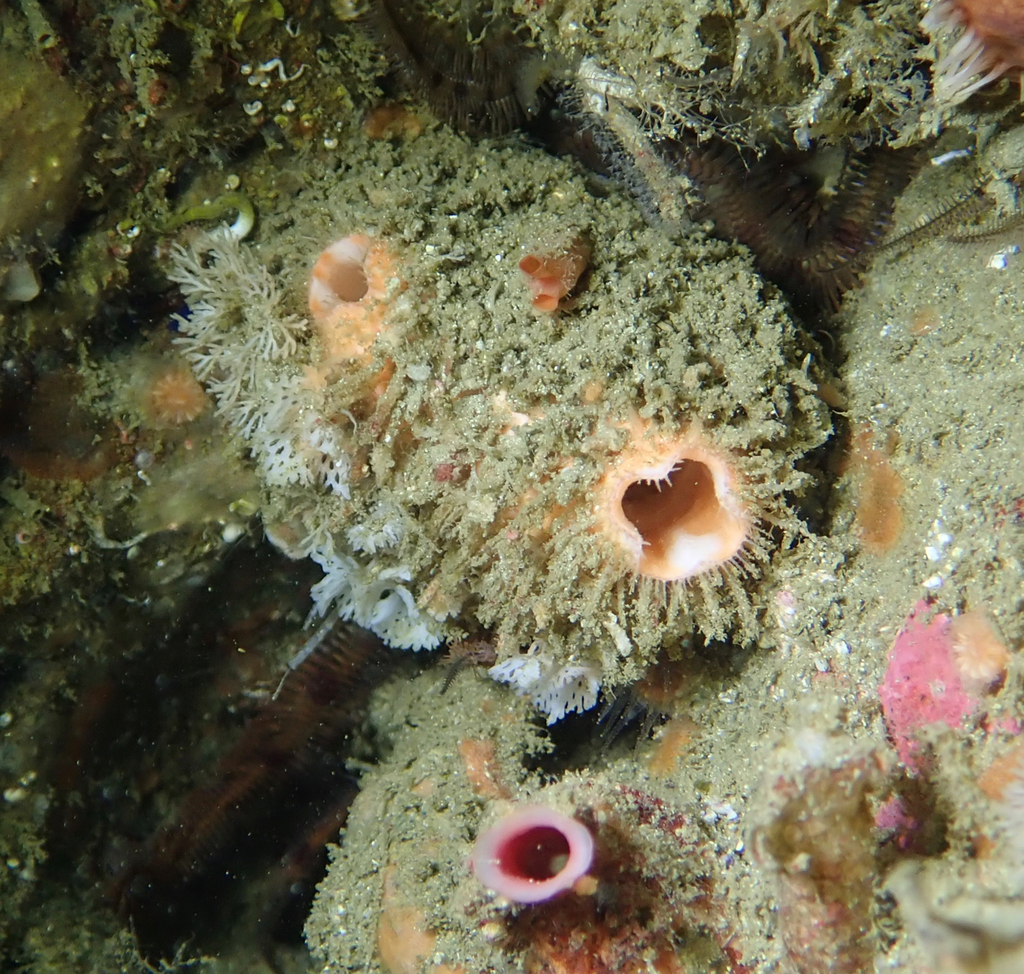 Bristly Tunicate