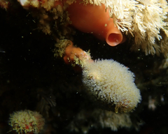 Entoprocta