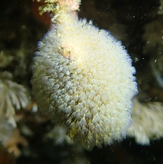 Entoprocta