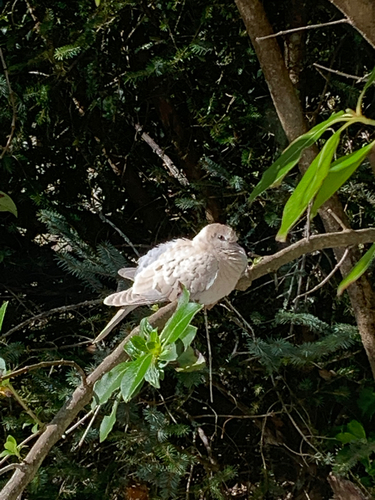 Tórtola rosigrís (Streptopelia roseogrisea)