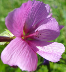 Sidalcea hendersonii