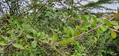 Castela galapageia