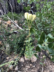 Lilium washingtonianum