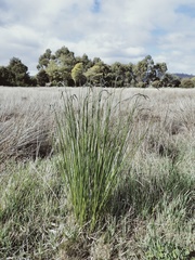 Gladiolus tristis