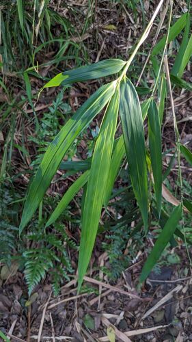 Phyllostachys makinoi iNat (2)