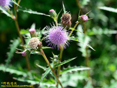Cirsium japonicum australe