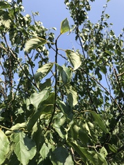 Prunus