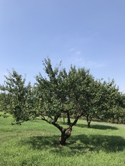 Prunus