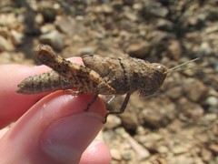 Peakesia coeruleipes