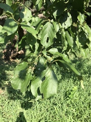 Prunus