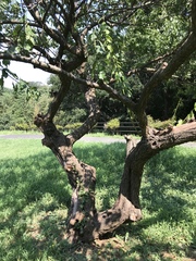 Prunus