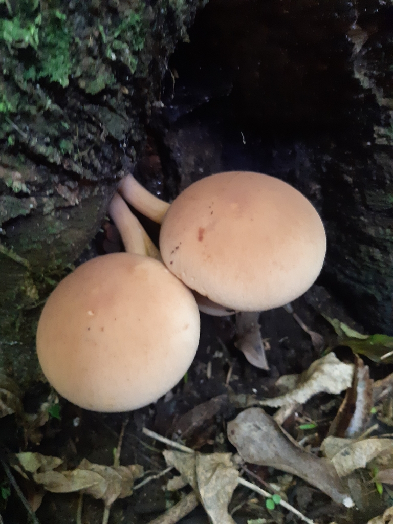 Cyclocybe parasitica · April 2025 · photo: © georgecox (iNaturalist, cc0)