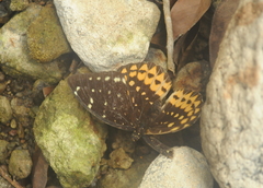 Lexias aegle