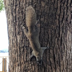 Callosciurus erythraeus