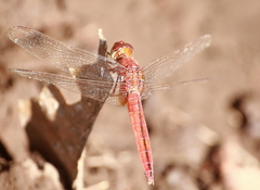 Crocothemis servilia