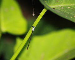 Agriocnemis femina
