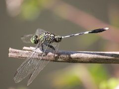 Orthetrum sabina