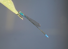 Pseudagrion rubriceps