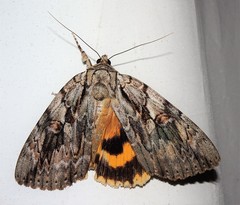 Catocala subnata