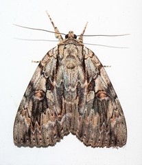 Catocala subnata