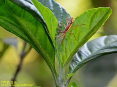 Epidaus sexspinus