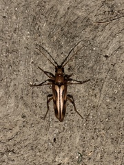 Ortholeptura valida