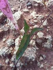 Ipomoea elongata