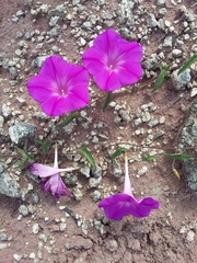 Ipomoea elongata