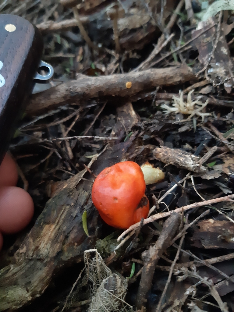 Leratiomyces erythrocephalus · April 2025 · photo: © georgecox (iNaturalist, cc0)