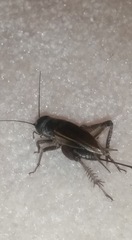 Gryllus texensis