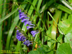 Scutellaria barbata